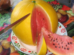 12 Golden Midget Watermelon Seeds – Mini —- Heirloom — Non GMO — Organic
