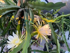 ULTRA RARE DRAGON FRUIT CUTTINGS – MULTIPLE VARIETIES – 8″ – 12: SIZE
