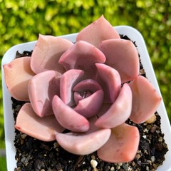Rare Succulent Graptoveria Debbie Rooted Easy Care Pink Purple Live Plant 2.5″