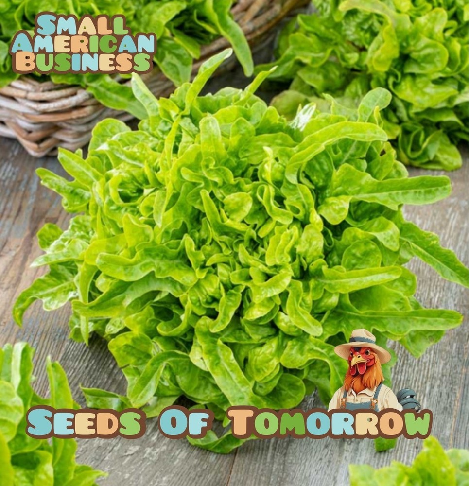2000 Organic Oak Leaf Lettuce Seeds Non-GMO Heirloom- With Bonus!