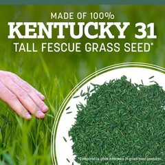 Kentucky 31 Tall Fescue Penkoted Grass Seed 3 Lb