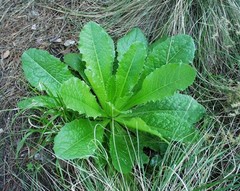 Wild Lettuce (Lactuca virosa) 25+ Seeds *Free International Shipping*