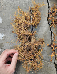 Black Bamboo Phyllostachys Nigra Live Bare Root Plant (3) Fresh Rhizomes