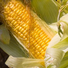 1 Lb Golden Bantam Corn Seeds – Everwilde Farms Mylar Seed Packet