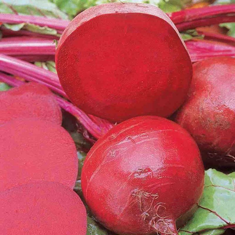 Ruby Queen Beet Seeds 200 Ct Vegetable Garden NON-GMO USA SELLER FREE SHIPPING
