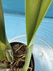 Cattleya quadricolor Orchid Eros X Orlata Pink White Yellow Species 7” PT SHEATH