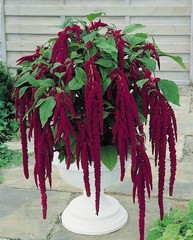 4000 Love Lies Bleeding Amaranth Seeds Organic Heirloom Non-GMO- With Bonus!