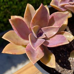 Rare Succulent Pink Graptoveria Dusty Easy Care Rooted Live Plant 3-Inch