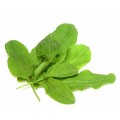 Sorrel Seeds | Non-GMO | Herb Seeds | Seed Store | Free Shipping | 1161