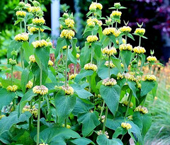 bright yellow phlomis 50 seeds Jerusalem sage, phlomis russeliana