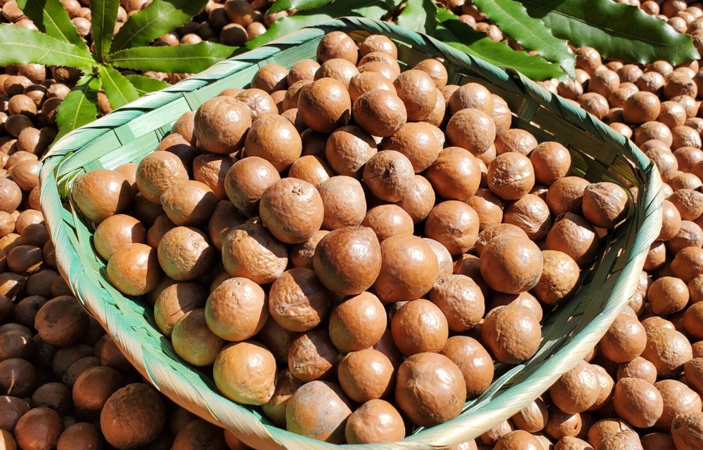 Fresh Macadamia Nuts in shell from California (5 LBS)