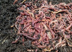 100 Live Red Wiggler worms,FREE Shipping! (Compost Worms)–No Blues