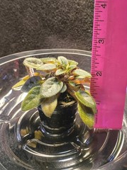 African Violet ~ Vallarta Campanas Moradas (Micro) ~ Live Plant