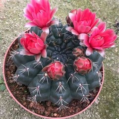 Gymnocalycium baldianum Dwarf Chin Cactus Live Succulent Plant Blooming Cactus