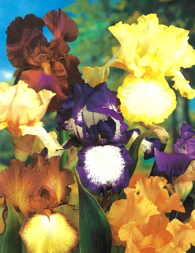 8 Bearded Iris Bulb Rhizomes – Beautiful Colors – Fresh Deer Resistant Perennial