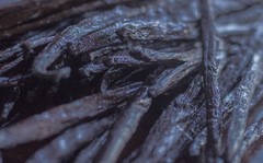 Gourmet Vanilla Bean Paste for Baking & Cooking Madagascar Bourbon w/ Real Seeds