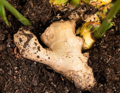 Live 10 Rhizomes of Edible Ginger Roots Organic Zingiber Officinale for Growing