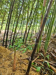 Black Bamboo Phyllostachys Nigra Live Bare Root Plant (3) Fresh Rhizomes