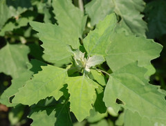 Organic Lambs Quarters Seeds (Chenopodium album) Fresh Harvest – 100 Seeds
