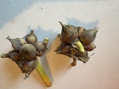 15 Egyptians Walking Onions Winter Perennial Tree Onion Bulbils Seeds