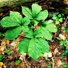 American Ginseng Seeds Stratified Panax quinquefolius