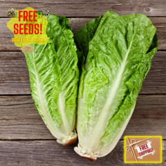 Fresh Crisp Giant Caesar Romaine Lettuce Seeds| Heirloom Non-GMO | Vegetables
