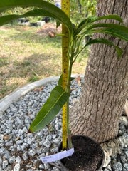 GRAFTED (SUPER RARE) THAI PURPLE NAM DOC MAI/SI MEUANG 12″ OR MORE TALL