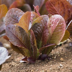 1000 RED ROMAINE LETTUCE SEEDS ~ heirloomseedguy ~ 2026 ~ NON-GMO