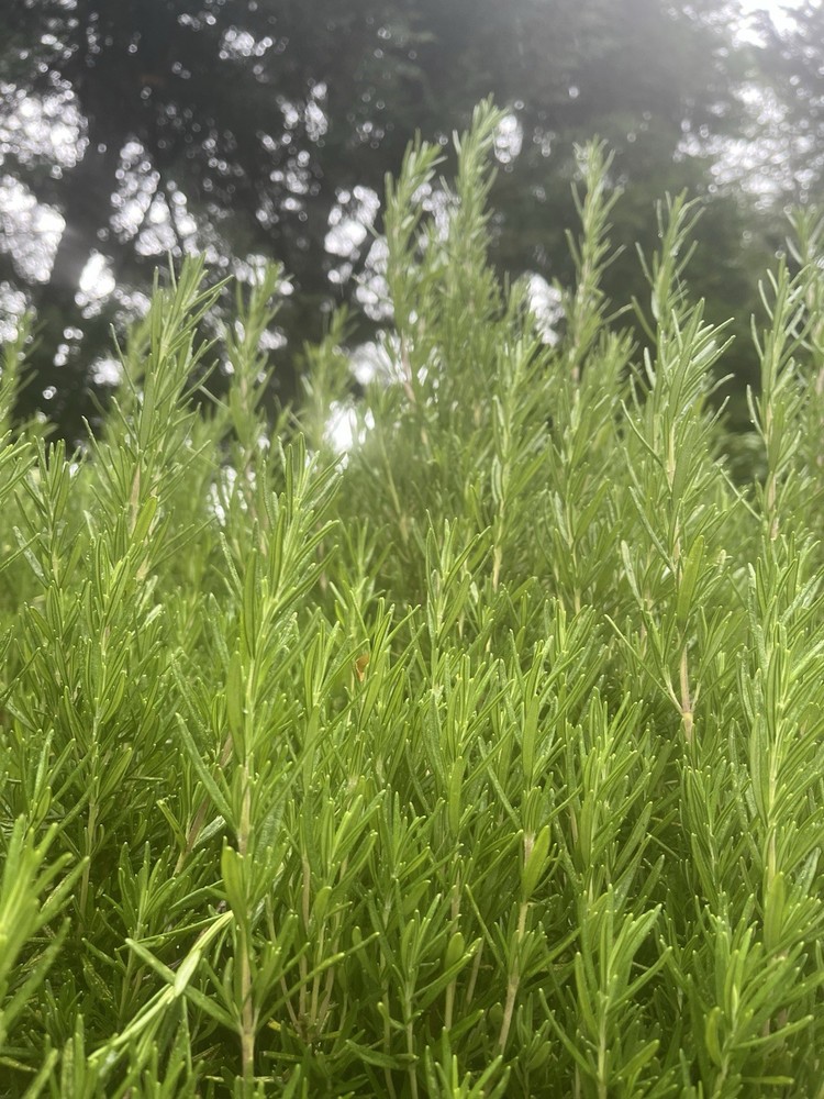 12 Large Fresh ROSEMARY Sprigs Cut To Order
