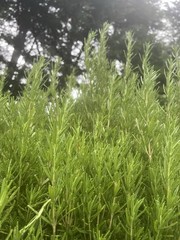 12 Large Fresh ROSEMARY Sprigs Cut To Order