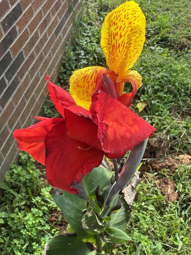 1 Cleopatra Canna Lily Rhizome Bulbs “Red & Yellow Blooms”