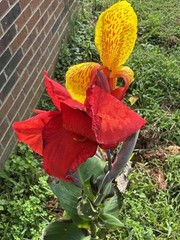 1 Cleopatra Canna Lily Rhizome Bulbs “Red & Yellow Blooms”