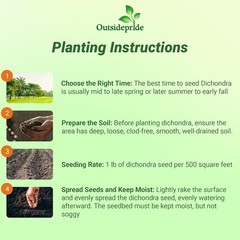 1 LB Dichondra Seed For Planting – Dichondra Repens Ground Cover Seeds