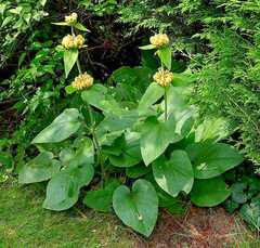 bright yellow phlomis 50 seeds Jerusalem sage, phlomis russeliana