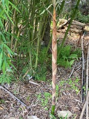 Live Phyllostachys vivax rhizomes x6 EDIBLE (Chinese timber bamboo)