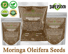 400 Moringa Oleifera Seeds 4 oz. WINGLESS Fresh Organic Semillas de Moringa Tree