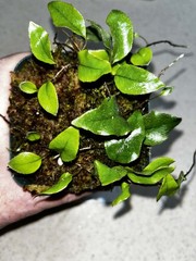 Microgramma sp. 1 Ecuador 4 Inch Pot Rare