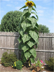 25+ SUNFLOWER SEEDS – STRIPED – SUPER TALL – GIANT – RARE — HEIRLOOM – NON GMO