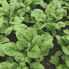 Bloomsdale Long Standing Spinach Seeds, NON-GMO, Variety Sizes, FREE SHIPPING