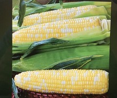 G90 Hybrid Sweet Corn Seed Bicolor Treated 100 Seeds, 1oz. 95% Germ.