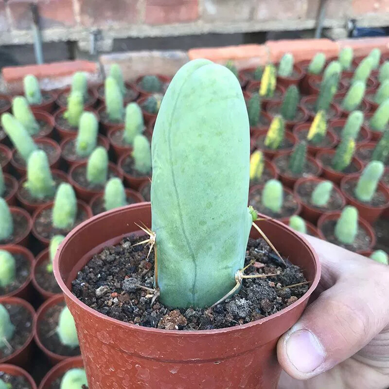 8CM Succulent Cactus Plant Eulychnia Castanea Male Sexy Cactaceae Home Garden
