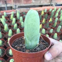 8CM Succulent Cactus Plant Eulychnia Castanea Male Sexy Cactaceae Home Garden