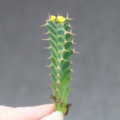 2PCS 6CM Euphorbia Virosa Cristata Cactaceae Succulent Cactus Plants