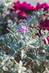 1G Silverado Sage Plant Shrubs Live In Planters For Outdoor Plants Live Live