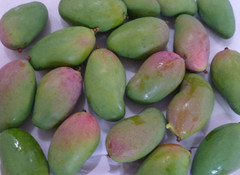 10 BIG Fresh South Florida Mangos VALENCIA PRIDE FRESH ORGANIC FRUIT