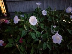 USA Datura inoxia Moon flowers Parent plant is 63 years old. 75+ fresh seeds