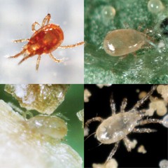 NaturesGoodGuys – Special Blend – Predatory Spider Mite Control – QTY2,000