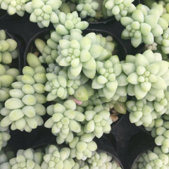 4 Packs Burro’s Tail Sedum Morganianum Donkey’s Tail Rooted in 2 inch Planters