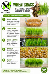 [ WHOLESALE ] Wheat Grass Seed- Guaranteed to Grow, Pets Friendly (USDA Organic)
