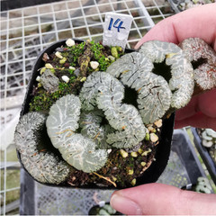 Haworthia Truncata Hybrid Succulent plants potted Home Garden Bonsai 6-8cm